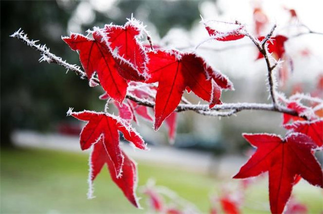 霜降节气霜叶美诗四首叶为诗者色霜乃画之师丹枫树树奇