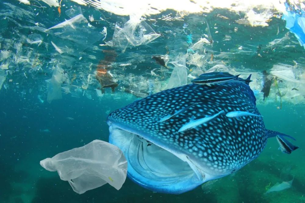 全球禁用一次性不可降解塑料制品（附各国禁令措施）