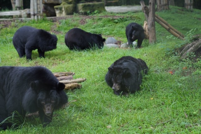 自2002年成立以来,该中心已经救助了四百多只亚洲黑熊,被人称作黑熊