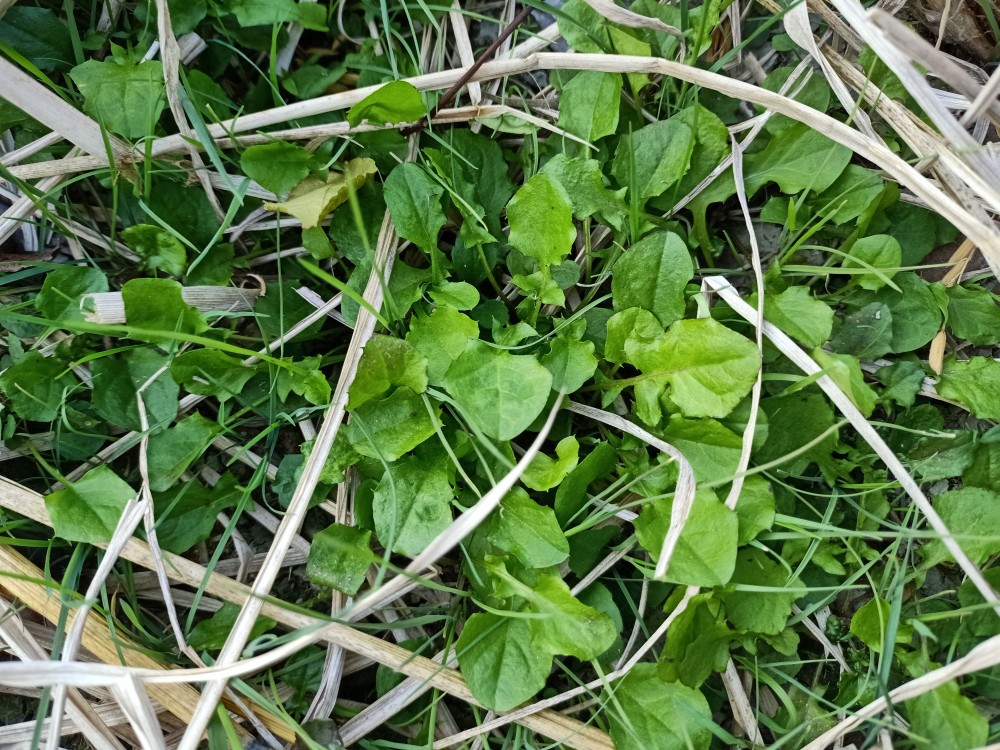 水田裡的20種常見雜草竟是可食用的野菜,你認識幾種?