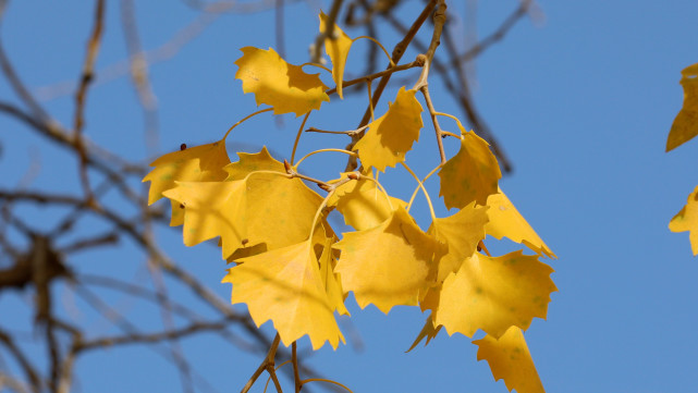 童话世界,蓝天白云悠悠飘过,金灿灿的胡杨叶片在微风的吹拂下闪着金光