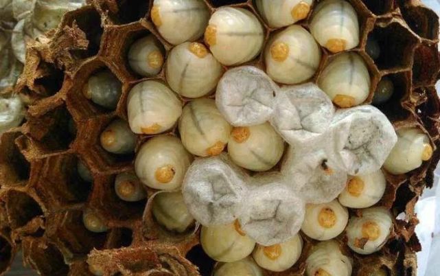 蜜蜂怎么培育出好蜂王 蜜蜂怎么培育出好蜂王图片