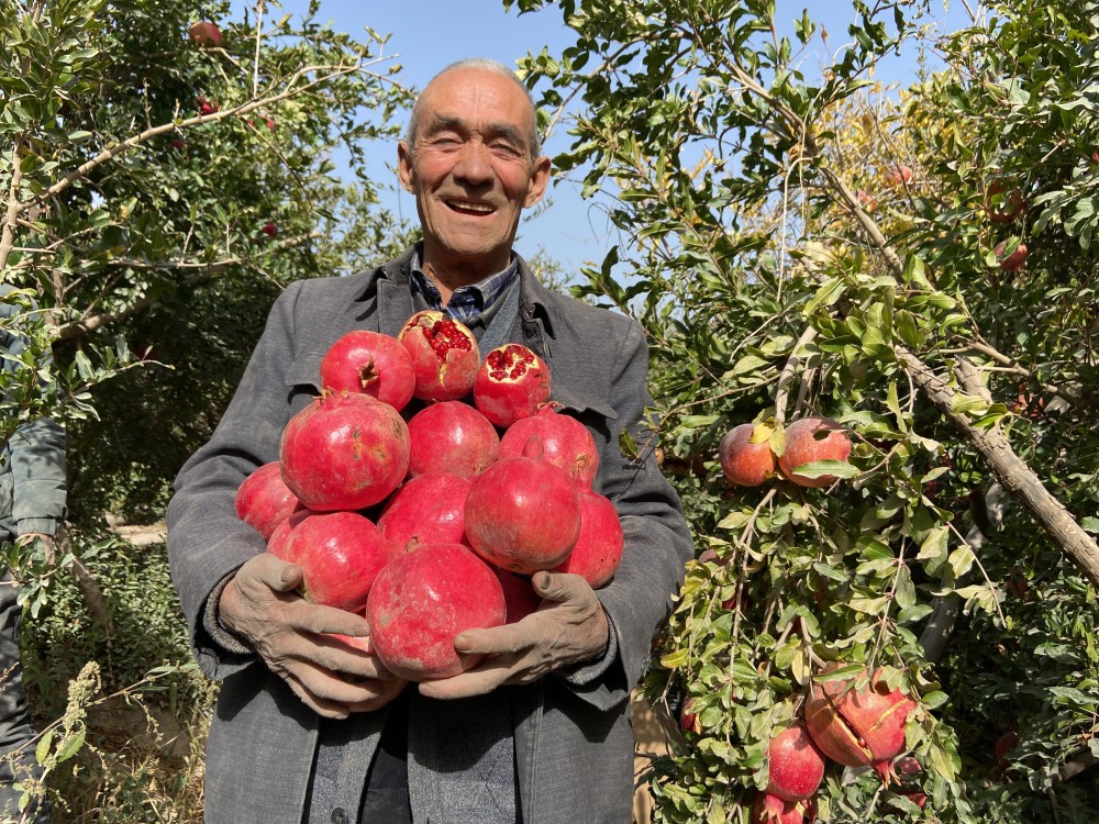 依托地缘优势,持续做大做强全乡林果业,现在石榴种植规模达14900多亩