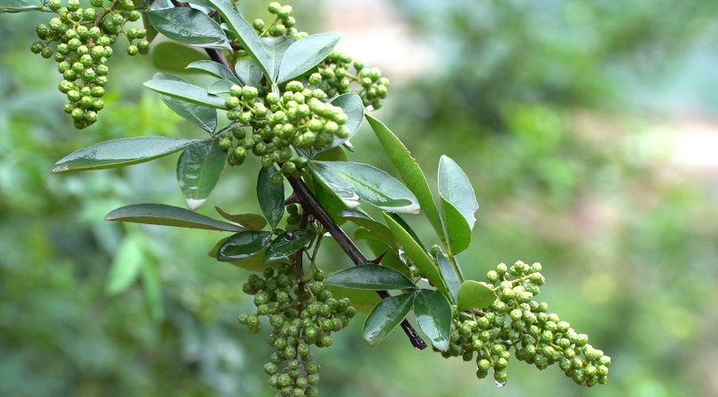 彝良:小小花椒树 致富大产业