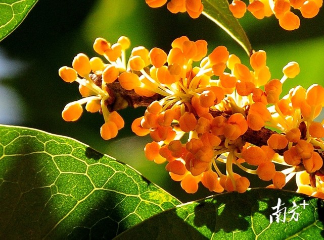 桂花开了 花都美了 桂花 花都区 桂花园