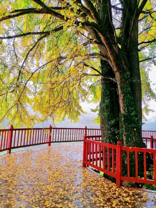 乡游黔中·乌当区 拐吉村│满目金黄,这个银杏村私藏了贵阳最美的秋天