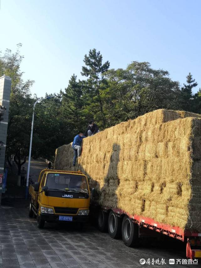 過冬屯糧,煙臺南山公園今冬為動物準備32噸羊草