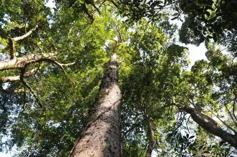 福建省國家重點保護野生植物名錄發佈了