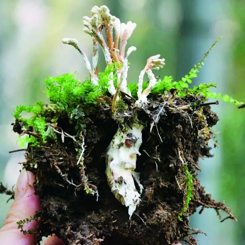 孙长胜破解金蝉花遗传基因密码