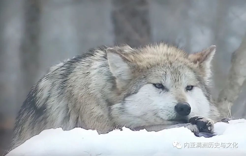 知青奇遇獵狼人當年跟著狼閻王東北獵狼不用獵槍只用短棍