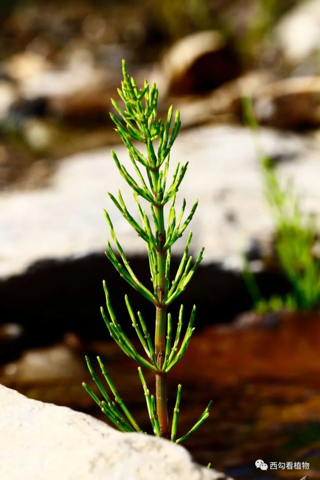(问荆的分枝轮生,与主枝夹角小)(草问荆的分枝轮生,与主枝夹角近90度)