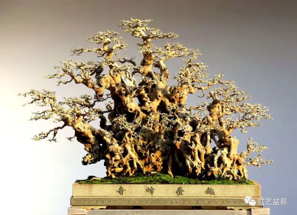 揖翠凝生2021中国盆景名城顺德第三届盆景大展金奖作品欣赏