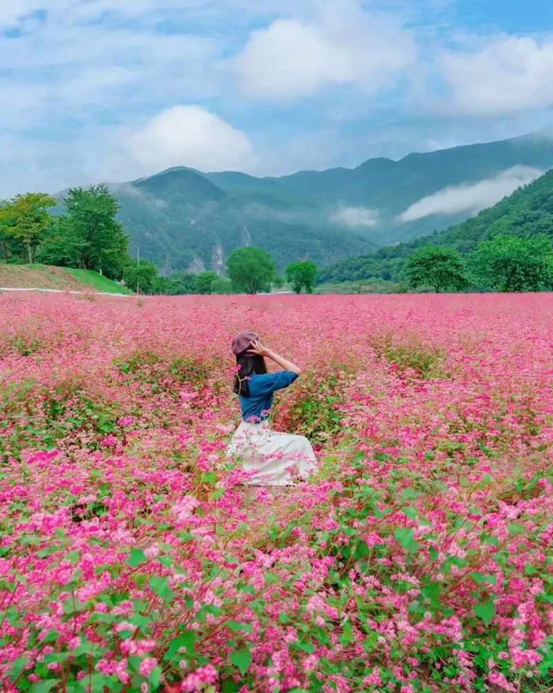 美人,美花和美景