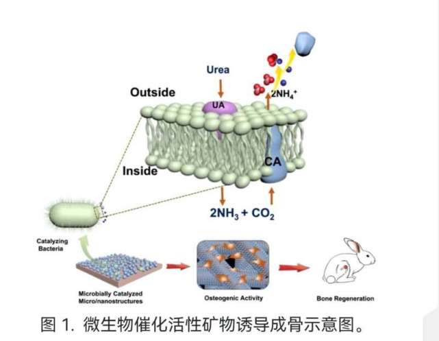 科學家最新發現:微生物催化活性礦物可成