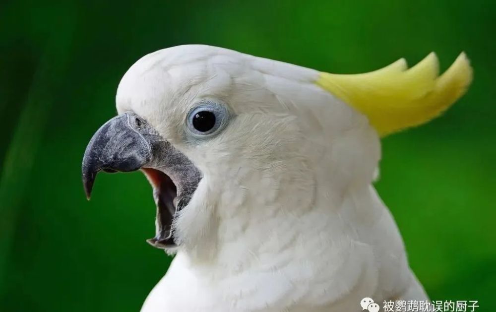 三分钟教会让鹦鹉安静的小妙招_腾讯新闻