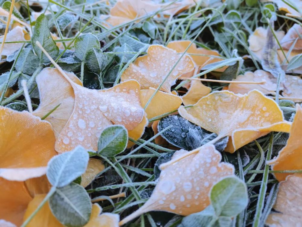 霜降 | 白霜初降霜降|民间习俗