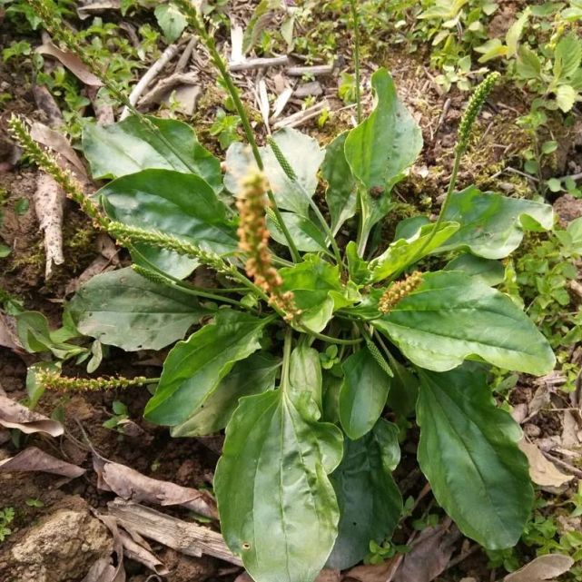 车前草的功效与作用车前草的副作用及禁忌