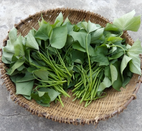 金秋时节巧食红薯叶