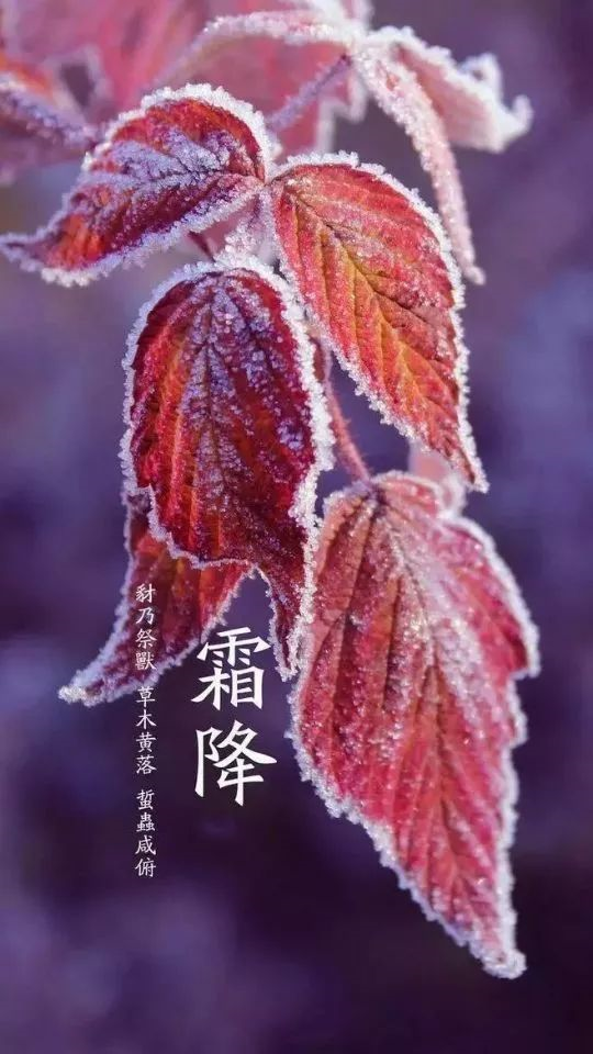 霜降|秋水轻轻荡,寒霜翩翩降