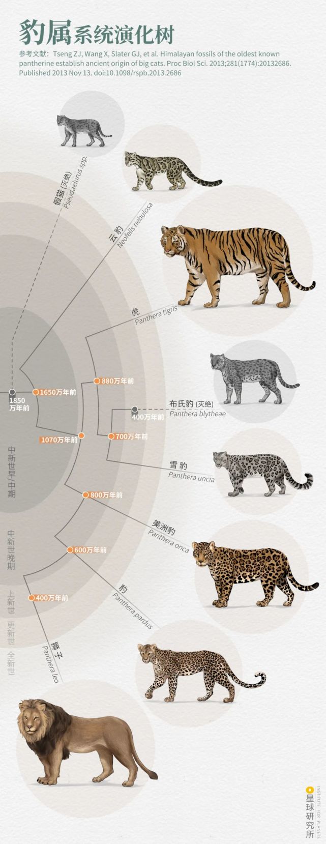 老虎结构示意图图片