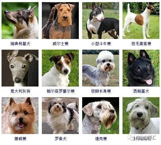 狗狗共有多少种 178个品种带图在这里 腾讯新闻