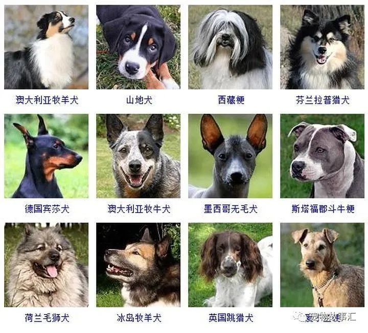 狗狗共有多少种178个品种带图在这里