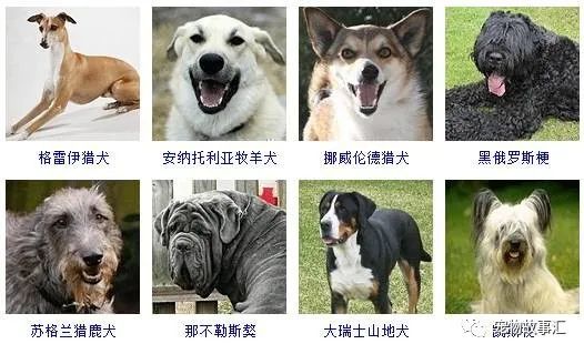 狗狗共有多少种178个品种带图在这里