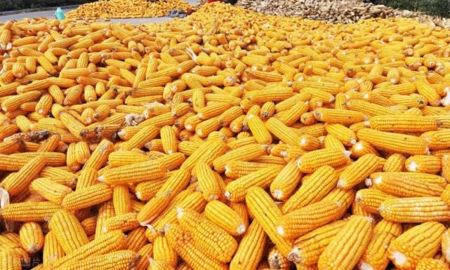 【卫星目击】金玉落人间 点缀农家院|玉米|东北地区|收割玉米|收割机