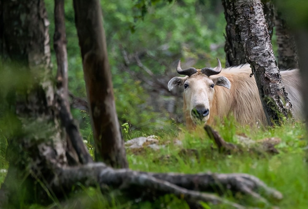 四川一酒店惊现六不像,中国仅数千头,面相憨厚却可致人于死地!