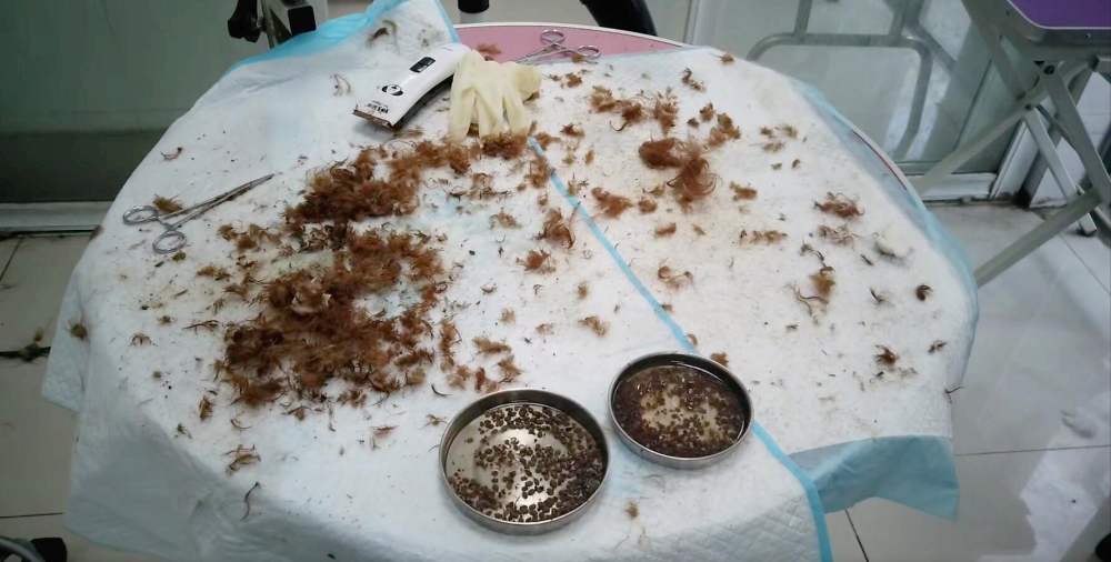 连续2年狗狗身上有几百只蜱虫请求主人上点心