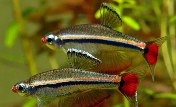 中国原生鱼——唐鱼