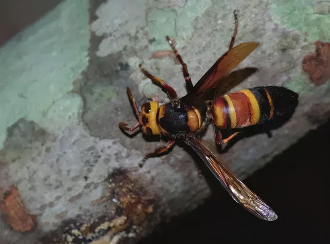 四川一对夫妻遭蜂群疯狂攻击,为啥说失巢的马蜂猛于虎?