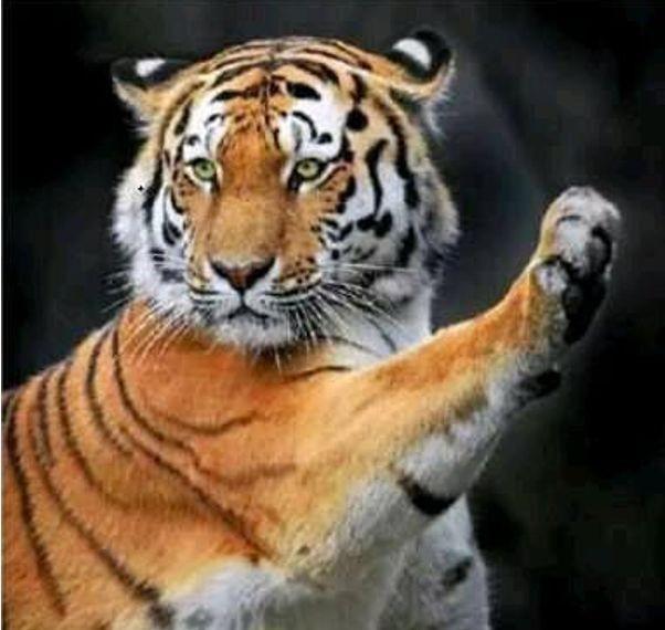 滑铲是什么梗这招真的能轻松对付老虎吗