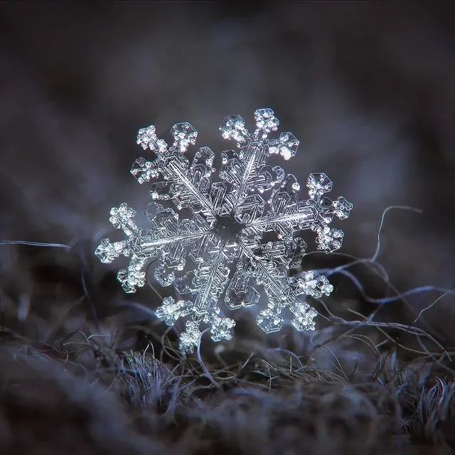 他憑一部爛相機花12年時間只拍一朵雪花當鏡頭放大2000萬倍看呆所有人