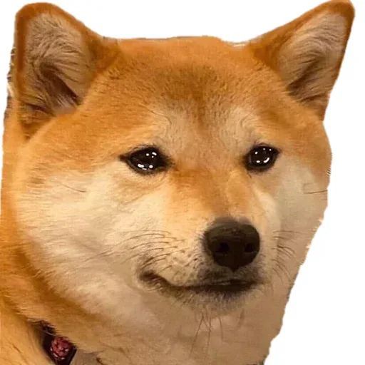 表情包柴犬沙雕表情