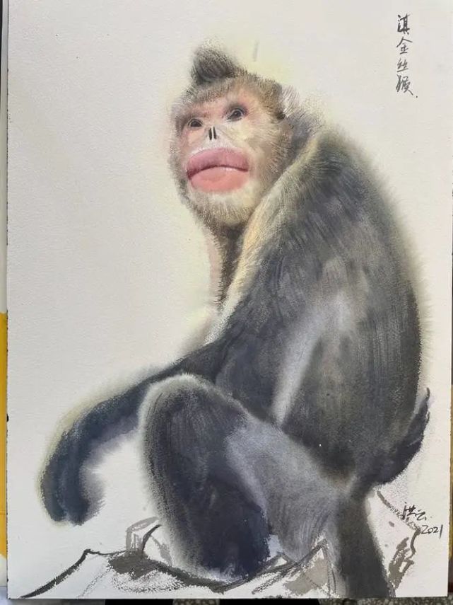 《家在云南》"雪域精灵"滇金丝猴