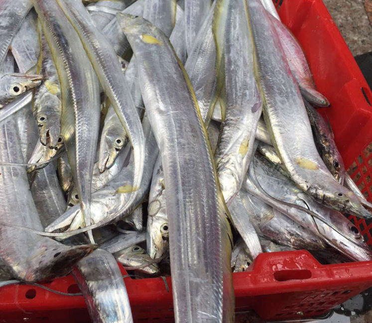 带鱼的个体比南方带鱼大,主要有渤海带鱼,黄海带鱼,东海带鱼,南海带鱼