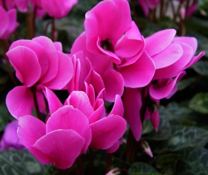 霜降过后3种花开始长花苞开花美花期长一次养十盆不嫌多