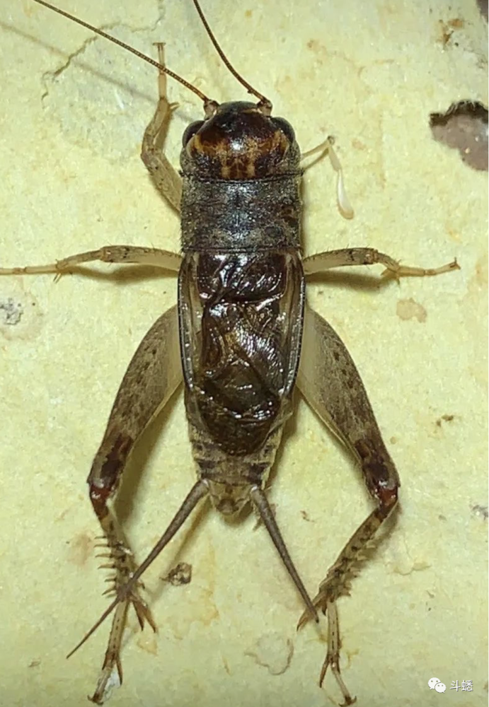 蟋蟀金背紫18上峰将军图片
