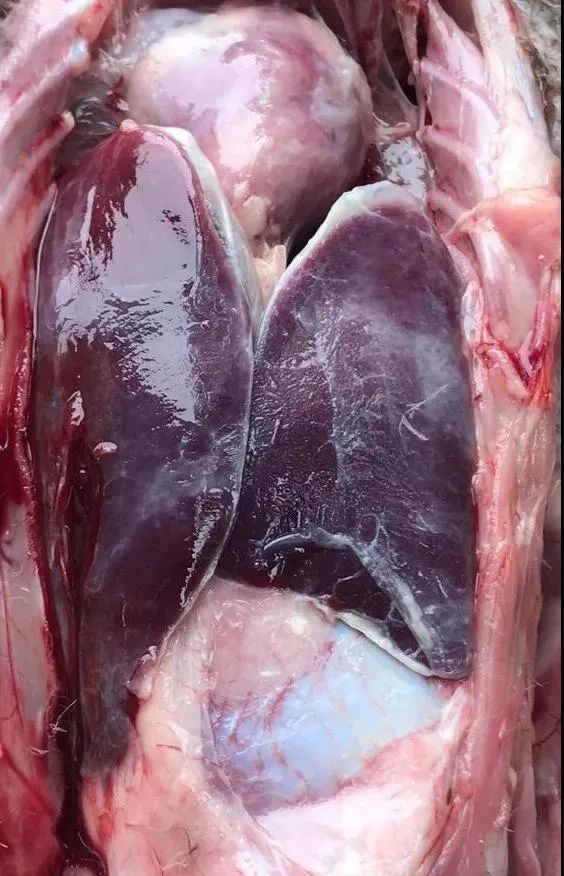 养鸭人必看:每批鸭子七八天开始脾坏死,十几天开始浆膜炎,伴随大肠