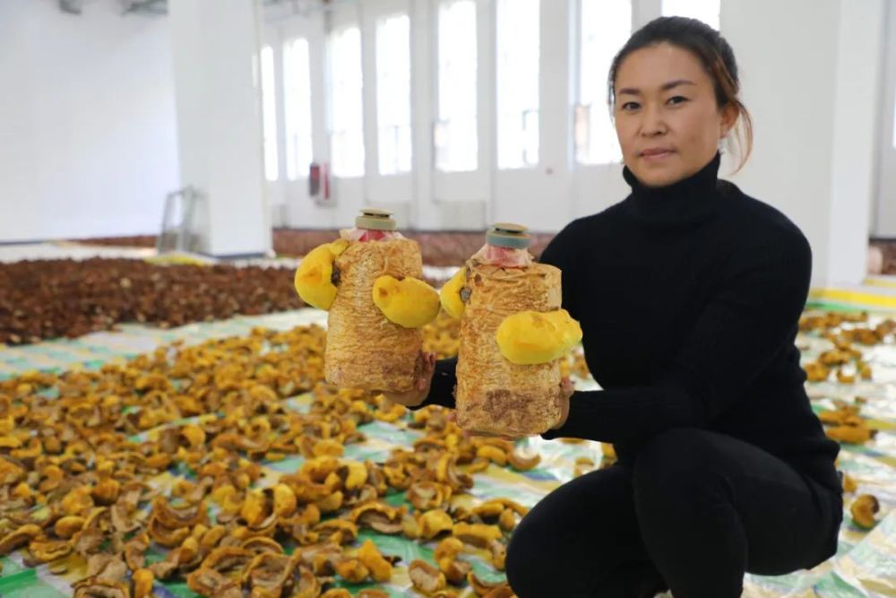 桑黄菌种植基地图片