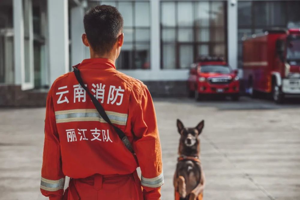 最权威的猛犬排行榜_唯一被视为国宝的猛犬——坎高