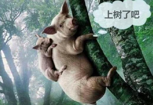 李世民大唐何时会亡袁天罡猪上树时可惜皇帝至死都不懂