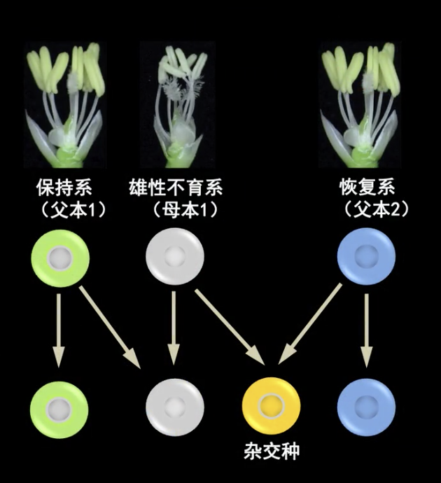 所谓的三系法杂交技术,是一种通过不育系,恢复系和保持系三系杂交