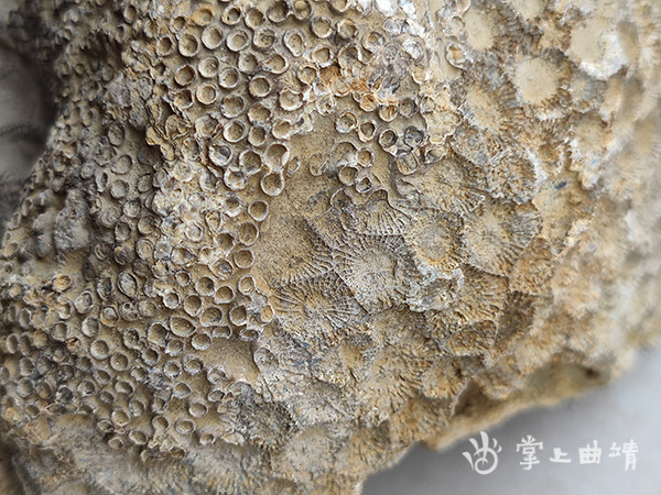 陆良古生物化石"大有可观"