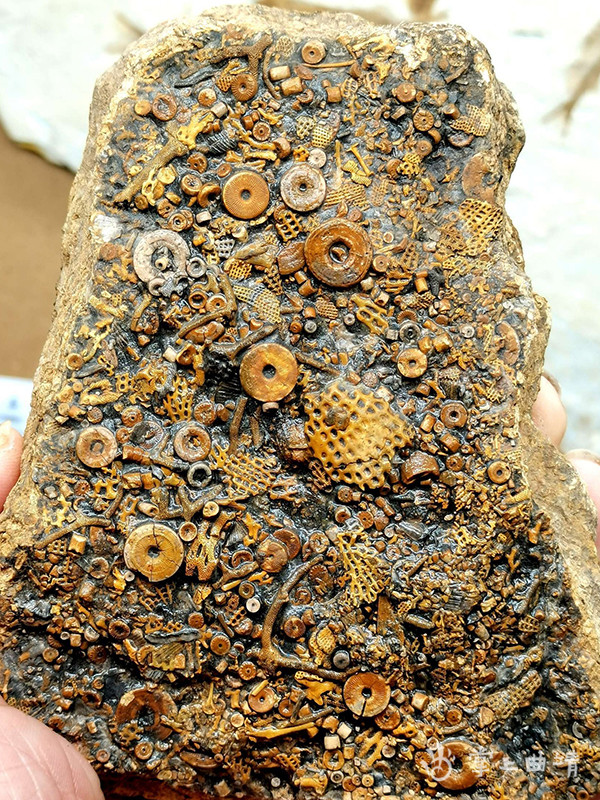走路都怕踩着珍贵化石陆良古生物化石大有可观