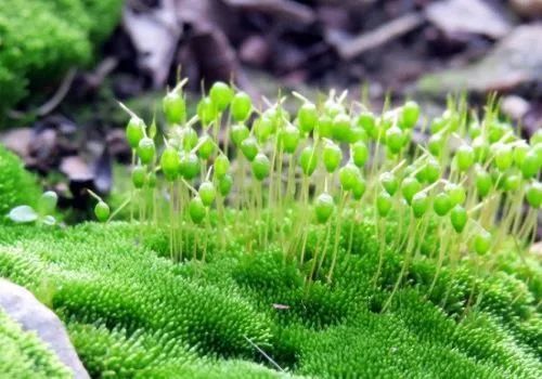 苔蘚植物(苔蘚植物生活在什麼樣的環境中)