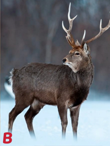 a: b: c: d: 测试答案: a:从你选择的灵鹿来