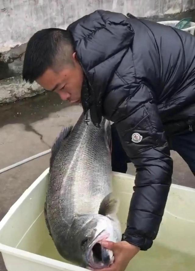 30斤錢塘江鱸魚王被人釣起有人2000求購