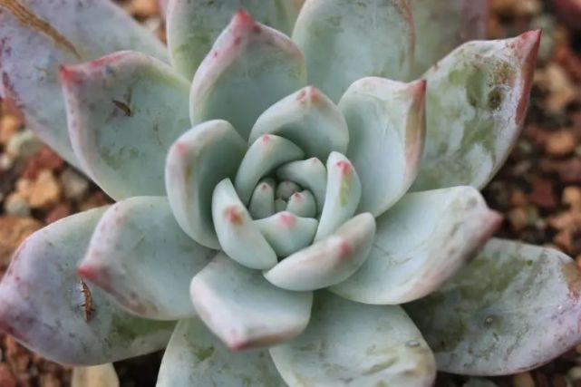 塔帕帕景天科拟石莲花属多肉植物中型种叶披粉粉绿色